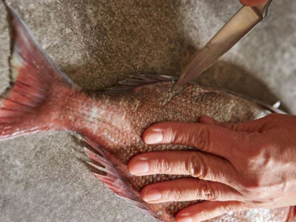 Knife Skills: How To Fillet a Fish