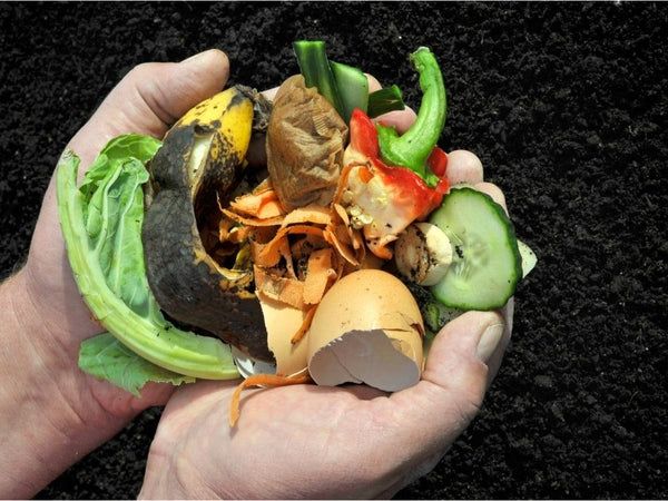 Things You Should Know Before Starting a Compost Bin